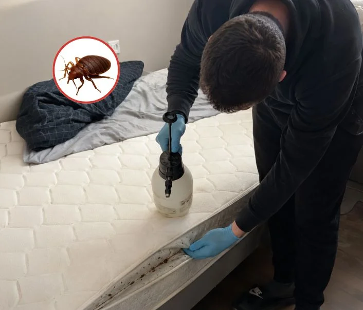 Technicien traitant un matelas contre les punaises de lit à Gommecourt